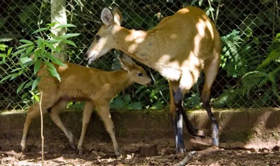 Guasú pukú