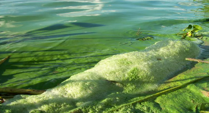 el-lago-ypacarai-infestado-de-algas-toxicas
