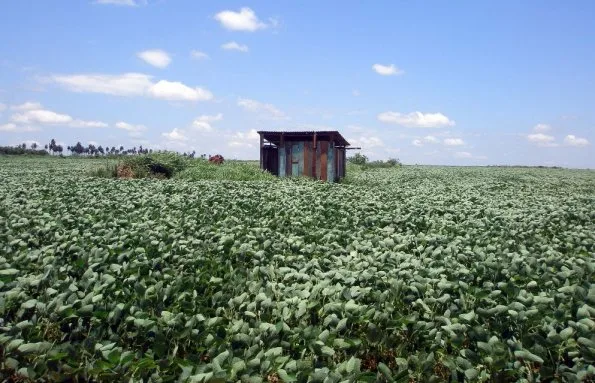 En esta situación se encuentra el asentamiento Chino’i en el distrito de Itakyry, una de las tantas tierras del Indert entregada a campesinos, pero aprovechada con sojales. / ABC Color