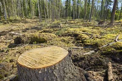 deforestation-2