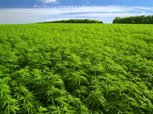 marihuana 09-04-14 VA