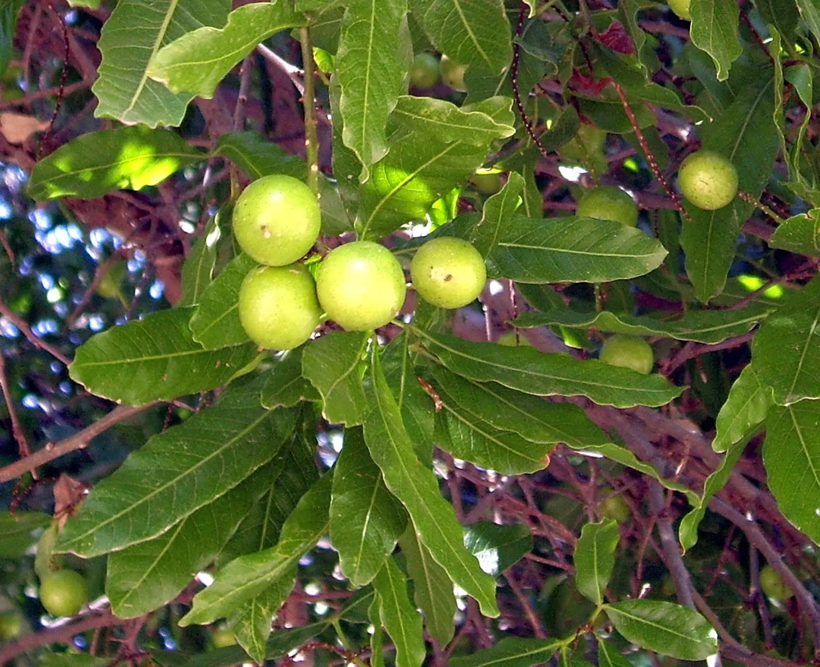 Árbol de yvapovõ con su exótico y delicioso fruto