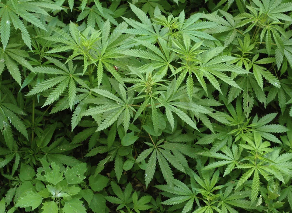marihuana 28-01-14