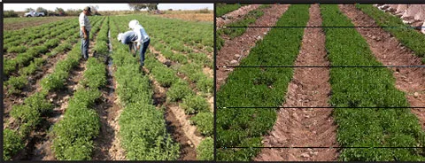 stevia va