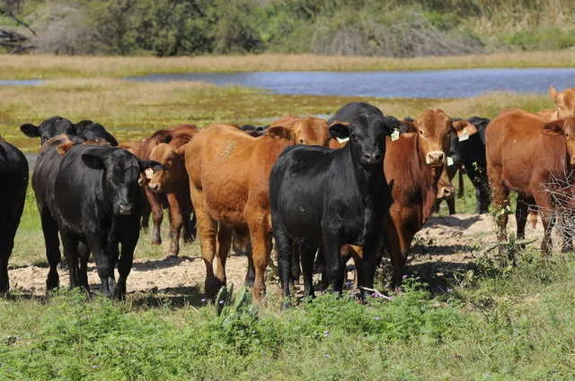 El Ministerio de Agricultura informó que en el 2016 también se importarán reses mejoradas genéticamente