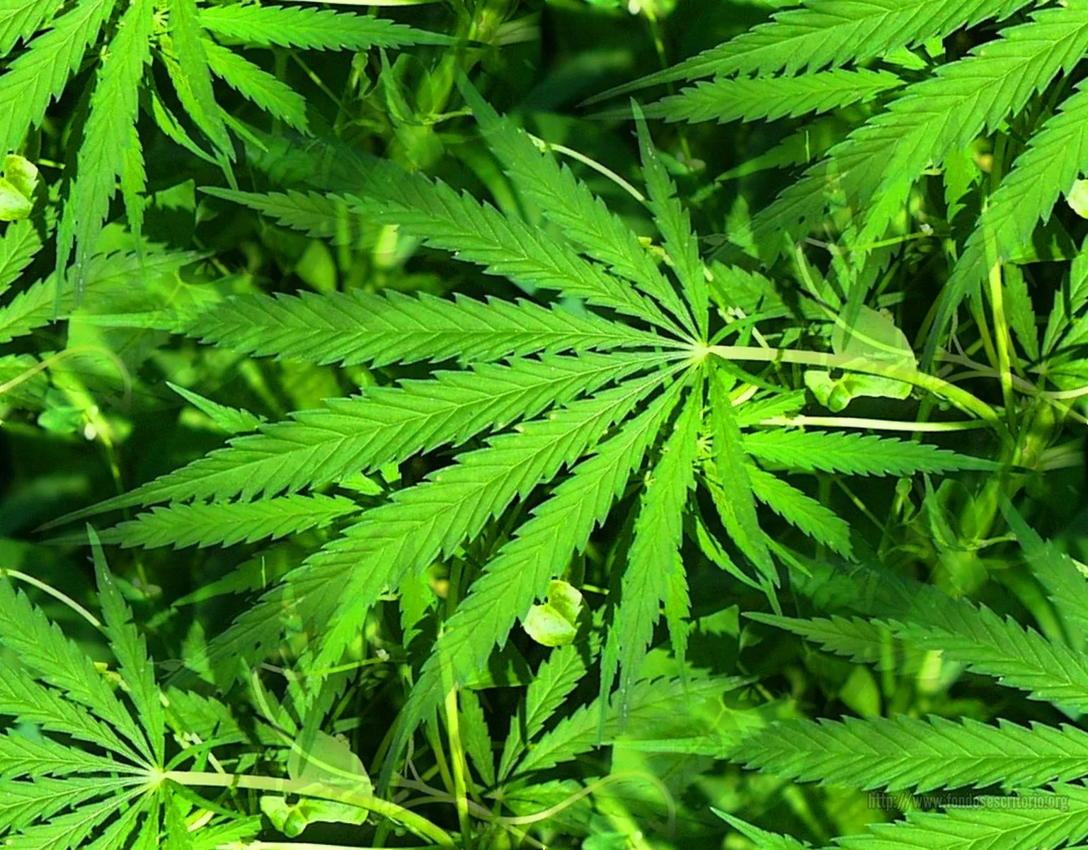 marihuana este sí