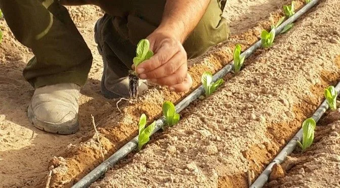 stevia 18-12 va