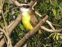 pitogué pájaro