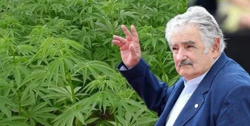 El expresidentes uruguayo José Mujica aprobó en 2013 la legalización, cultivo, distribución y comercio de la marihuana bajo la regulación del Estado