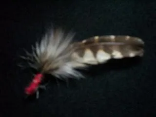 Pluma (ragüé) de cabur{e