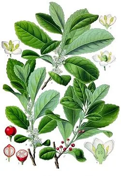plantines yerba mate