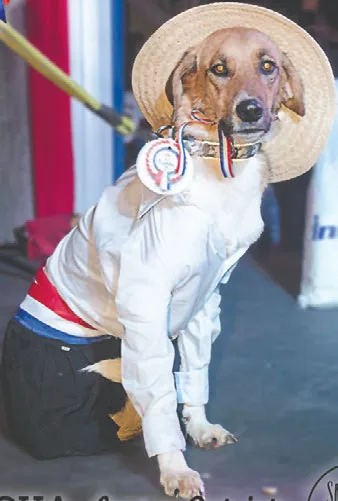 San juan ara perruna