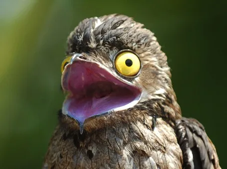 urutau
