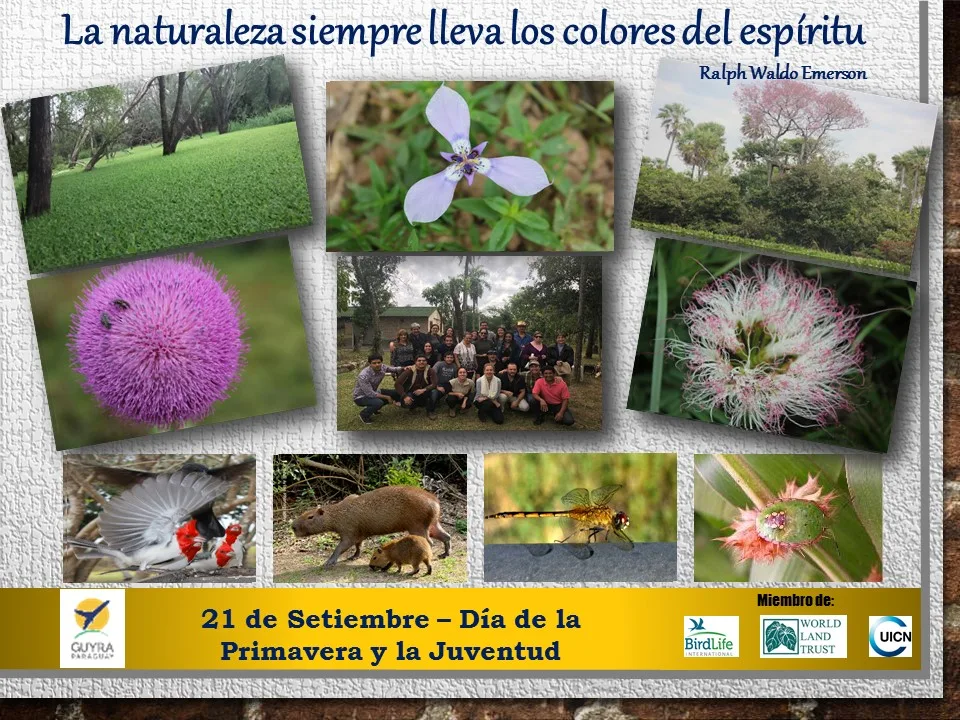 primavera