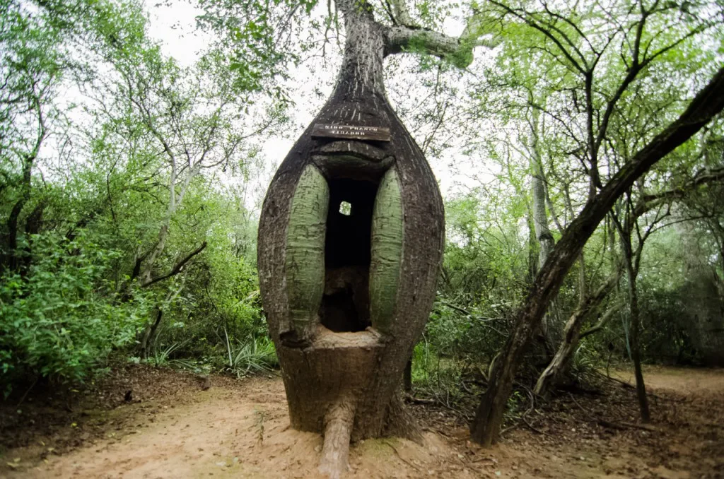 chaco-paraguayo-samuu-yluux
