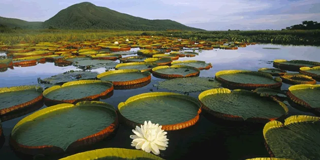 Pantanal paraguayo en Fuerte Olimpo