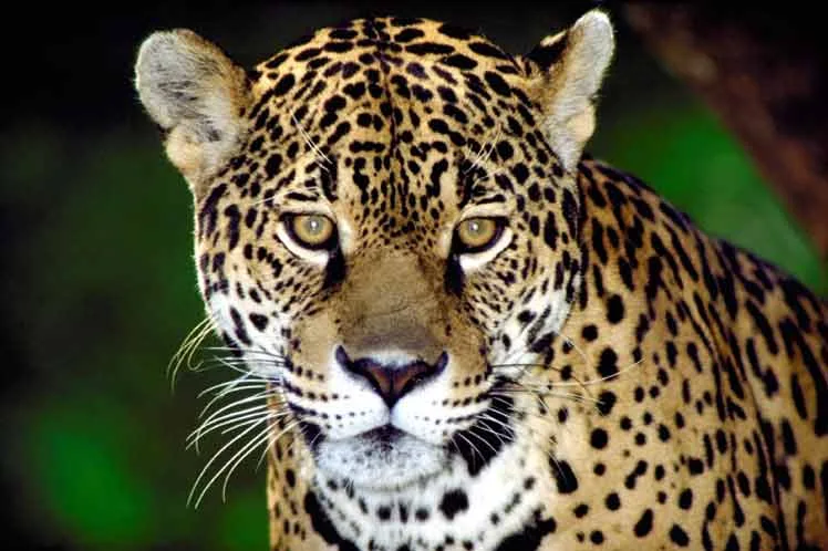 felino-yaguarete