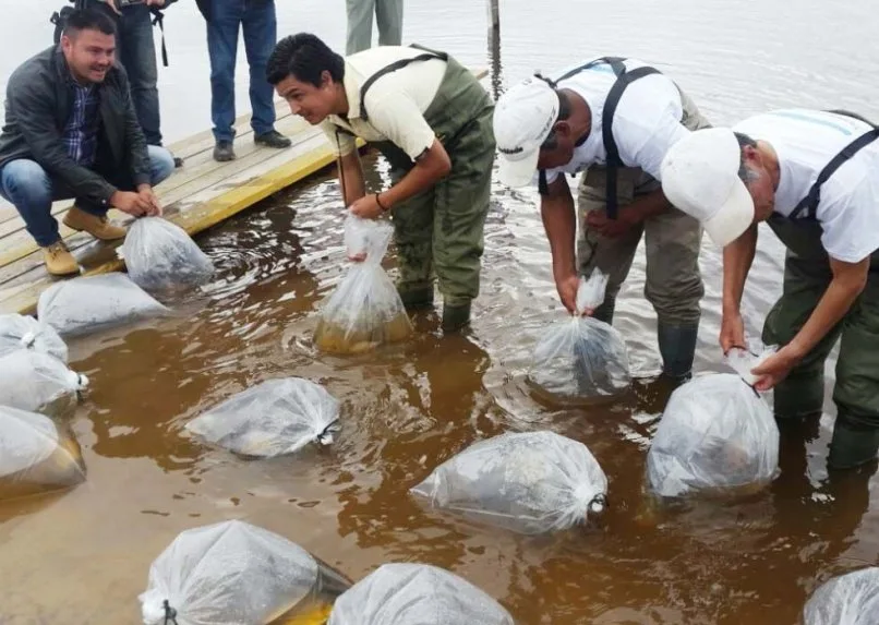 fuerte olimpo pacú